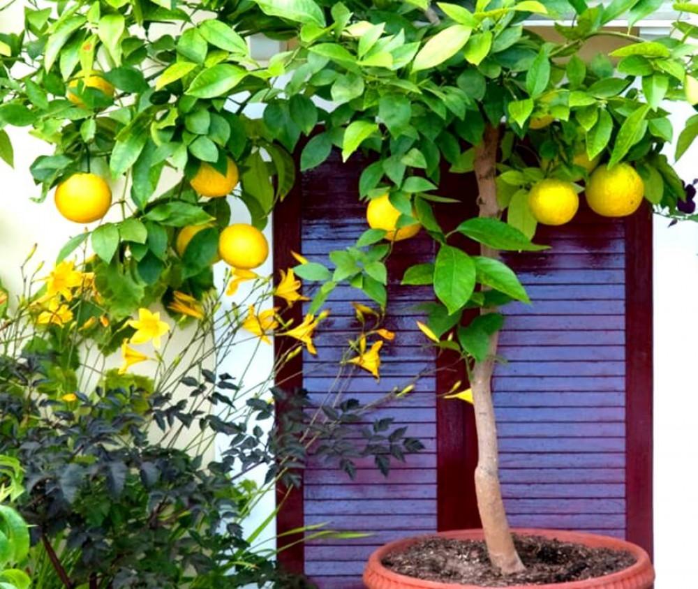 Добавете храсти и дръвчета