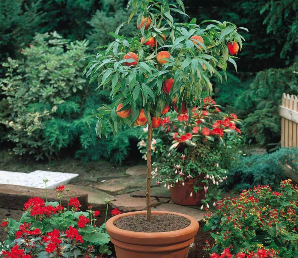 Вземете под внимание и климатичните условия