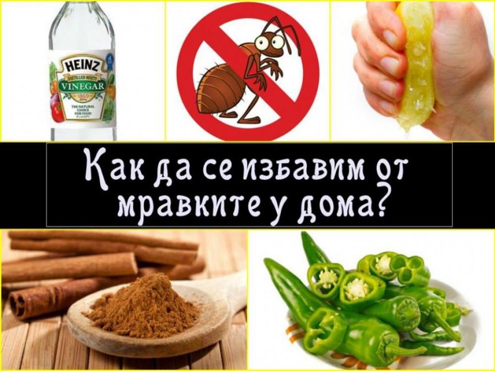 6 ефективни домашни хитринки против мравки