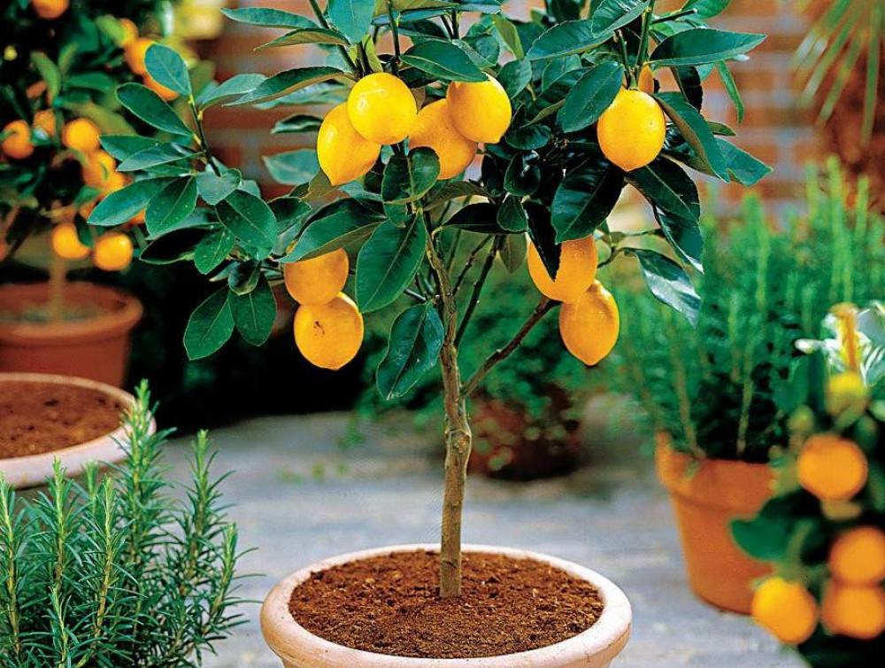 Как да отглеждаме плодни дръвчета в саксия