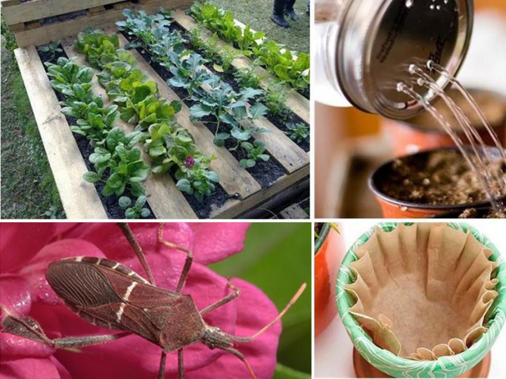 Съвети и трикове за градината, които ще се радвате да научите