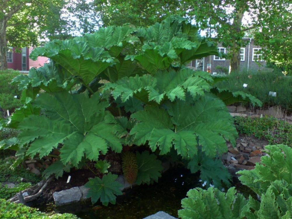 Гунера Маниката