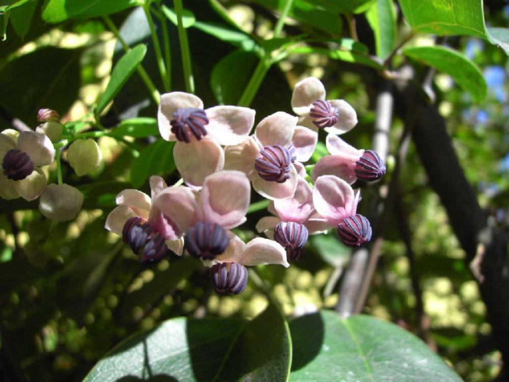 Шоколадова лоза