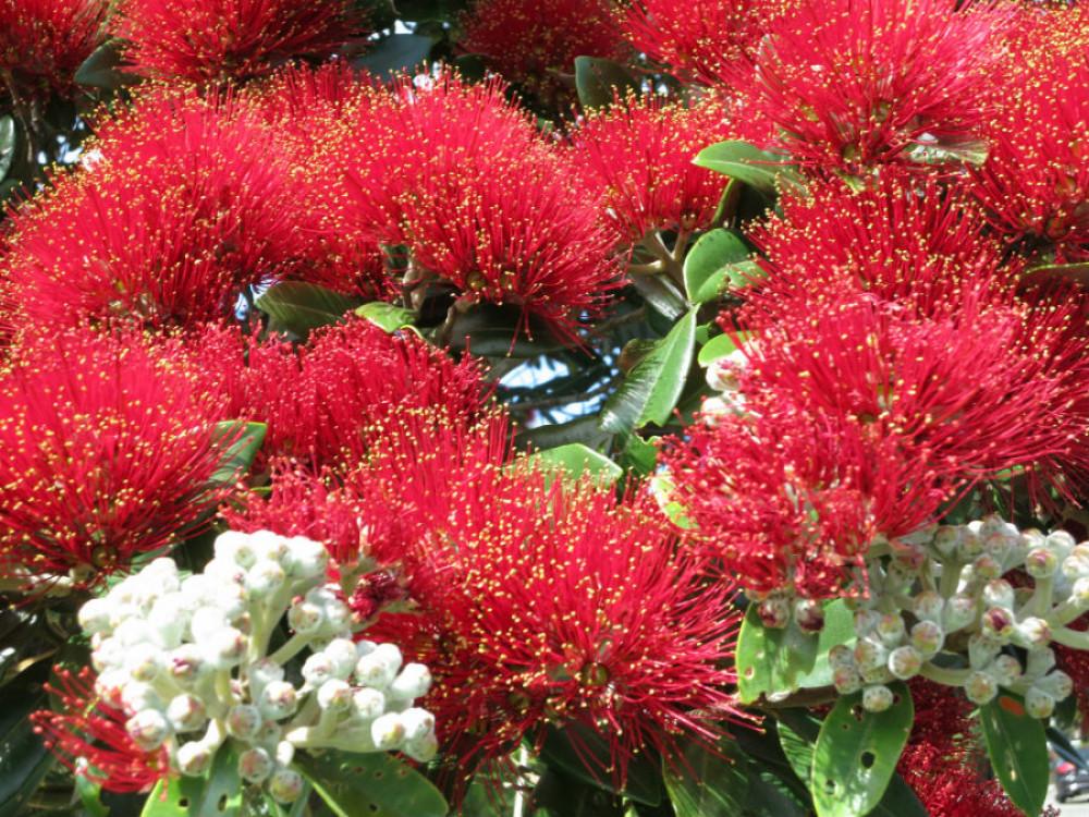 Новозеландско коледно дърво