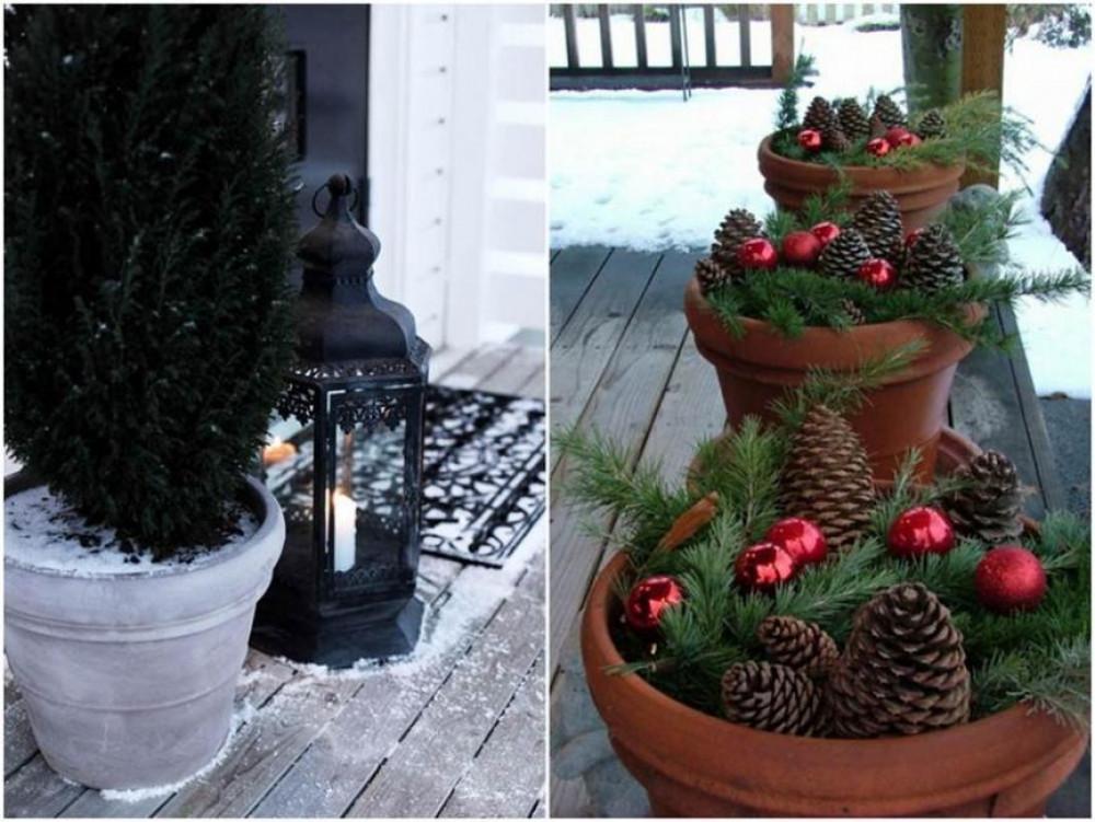 Прелестни вечно зелени растения