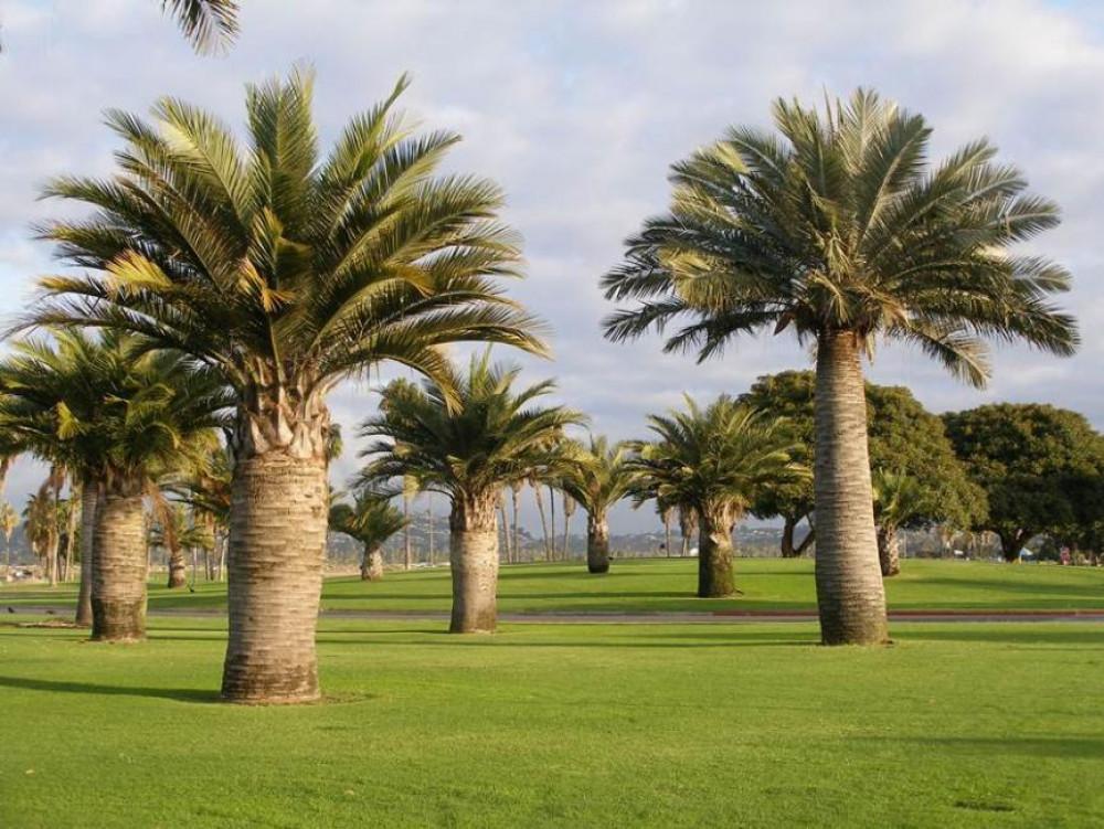 Юбея - чилийска винена палма