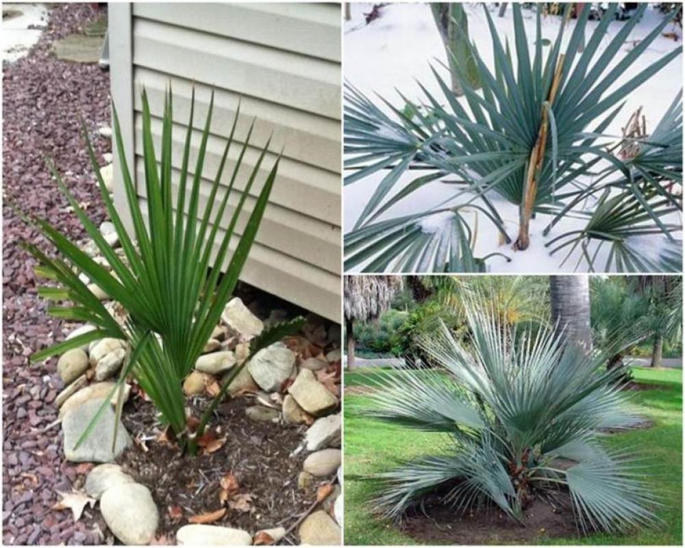 Палма Сабал минор