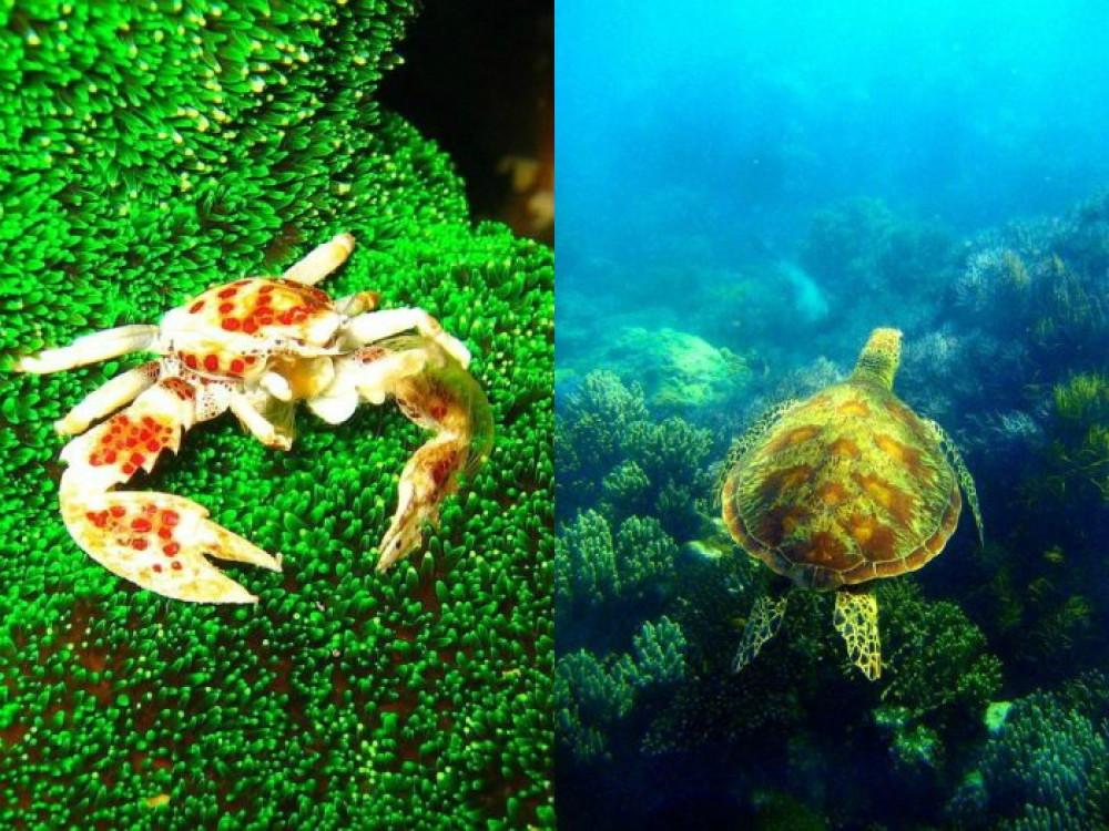 Големият бариерен риф