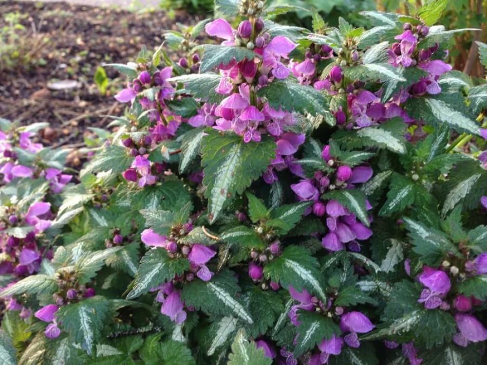 Мъртва коприва