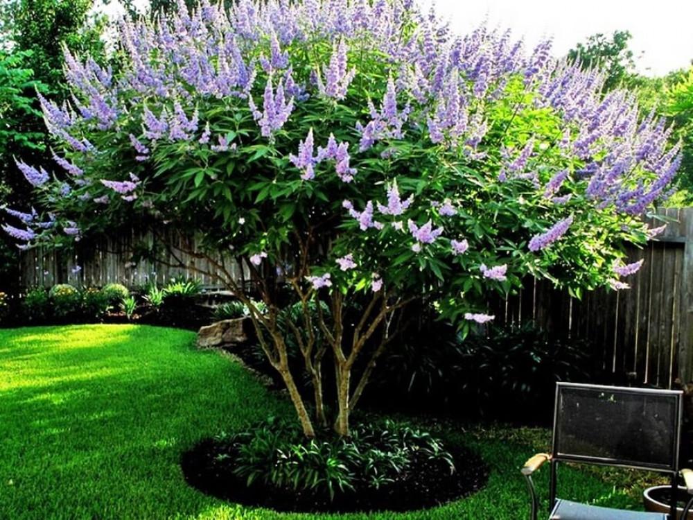 Не подценявайте силата на дръвчетата!