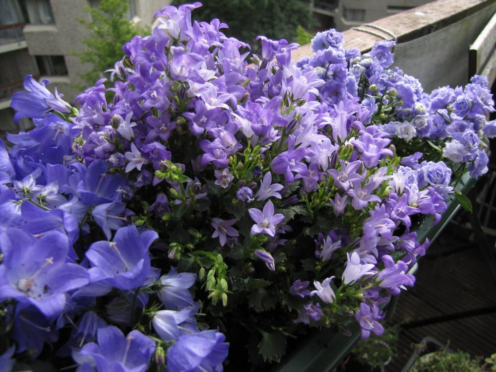 Кампанула (позната още като камбанка)