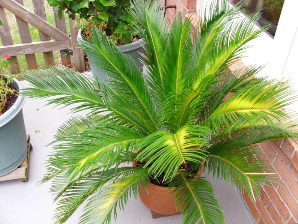 Борба с вредители по палмите