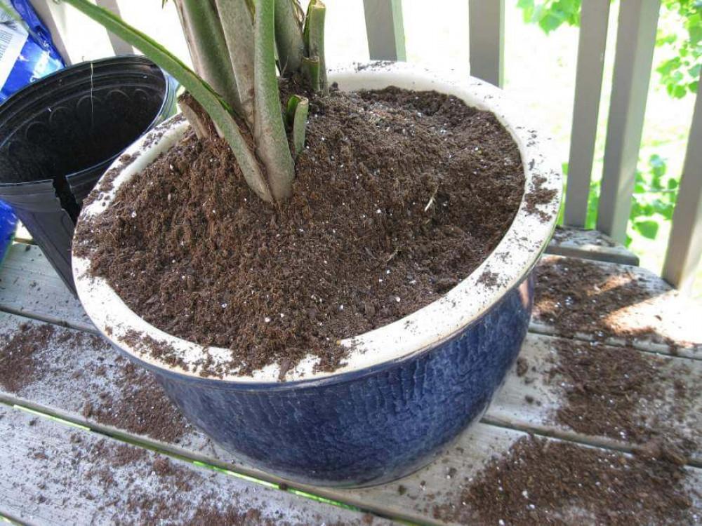 Насоки относно присаждането и торенето на палмите