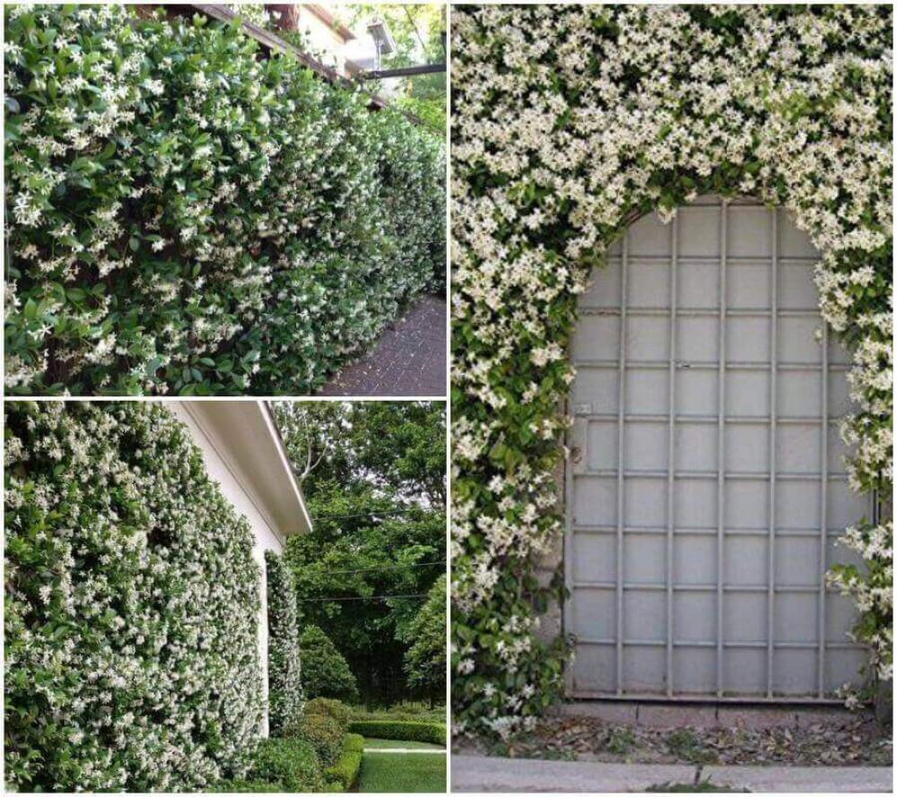 Аромат на жасмин!