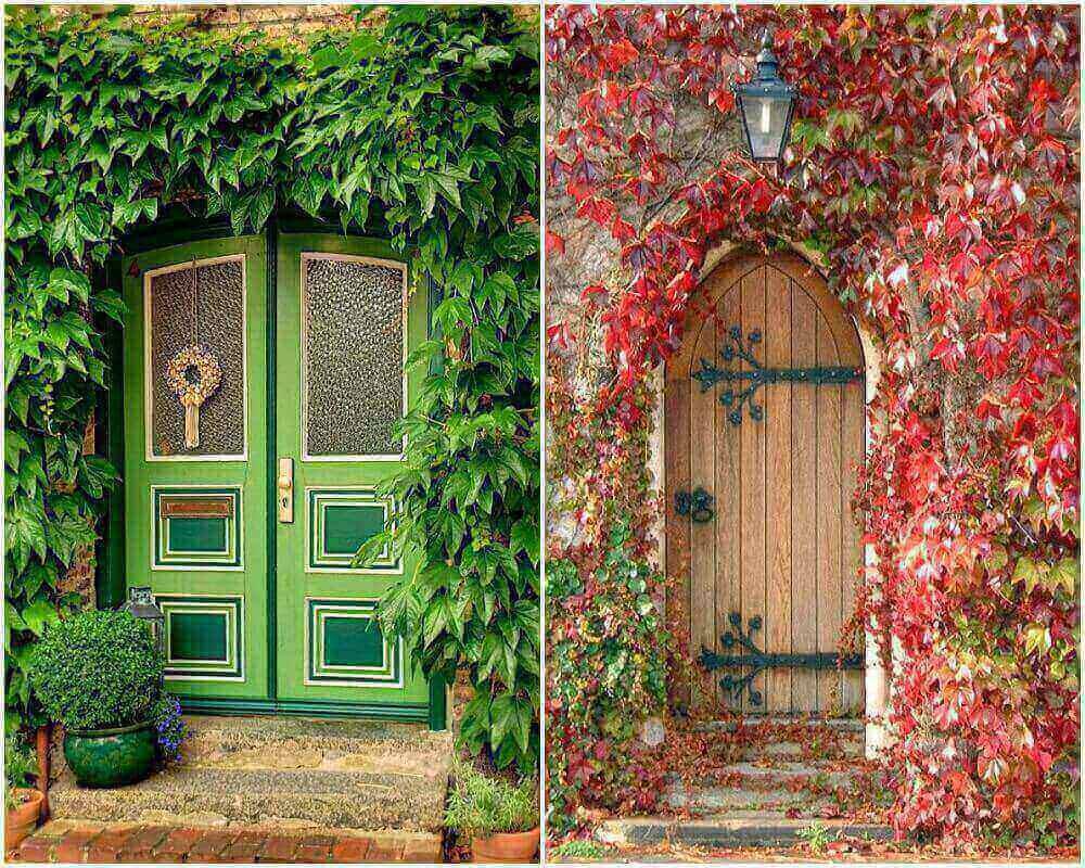 Бостънски бръшлян за вашата градина!