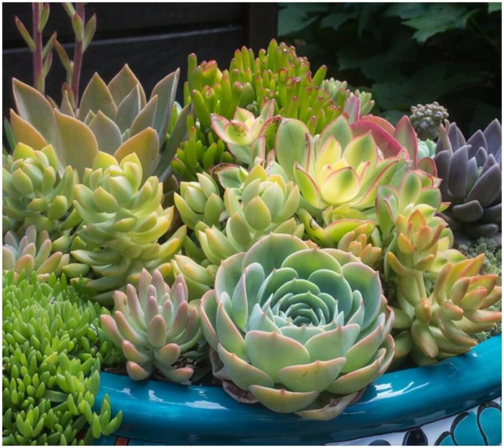 Сукулентните растения са върхът!