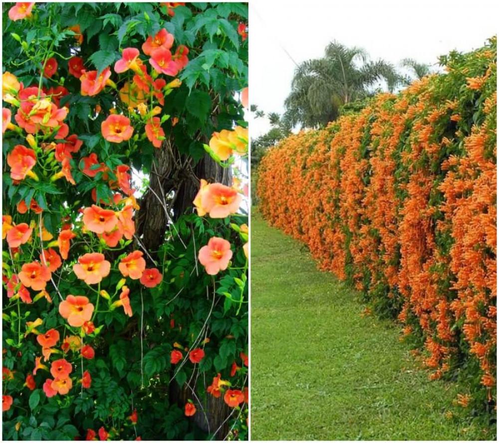 Тромпет лоза – нестандартно, цветно и щуро!