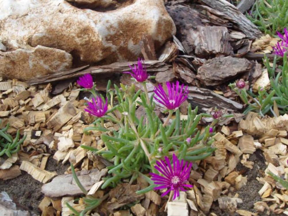 Снимка  от Румена Воденичарова
