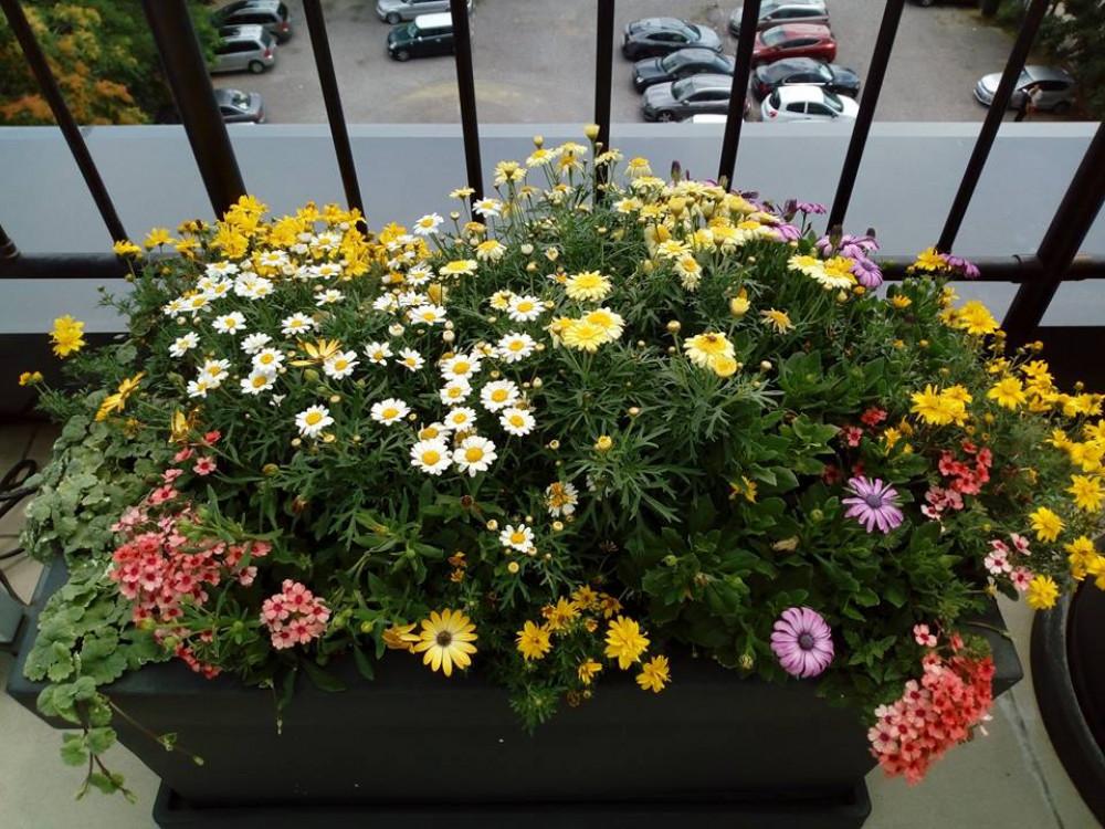 Озелянавне на тераси