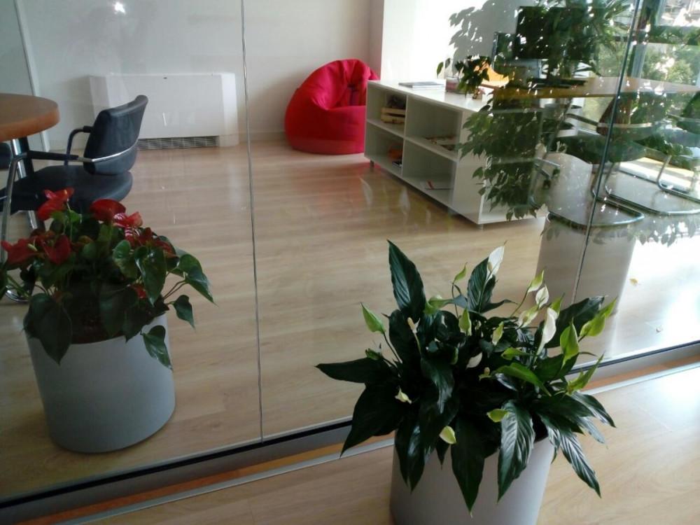 Озеленяване на офиси