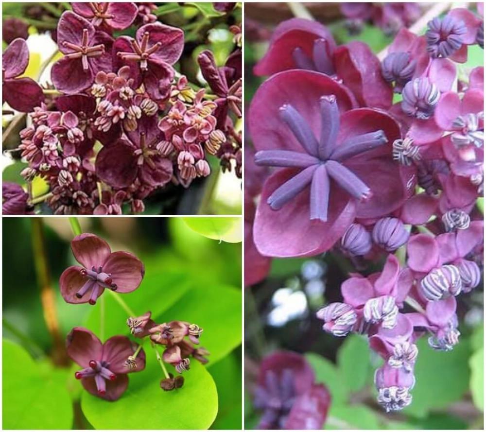 Подарете на градината си лилаво бижу!