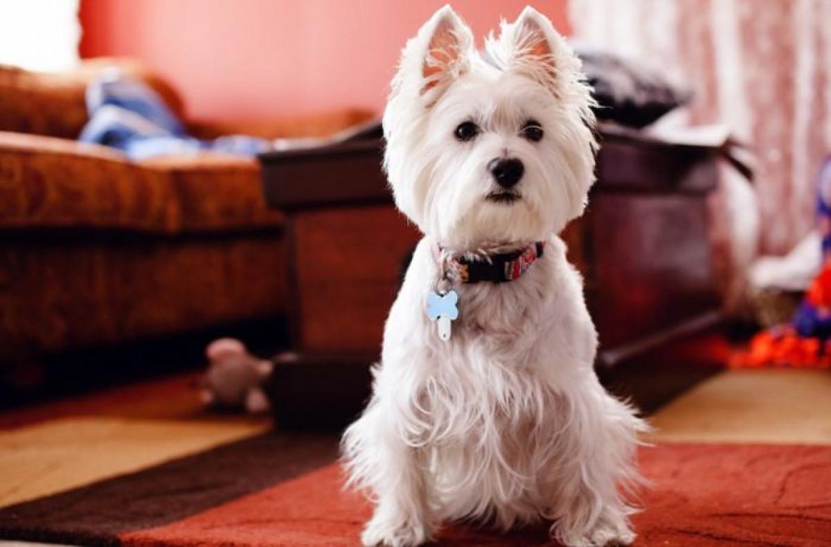 Препарати за премаване на петна и миризми