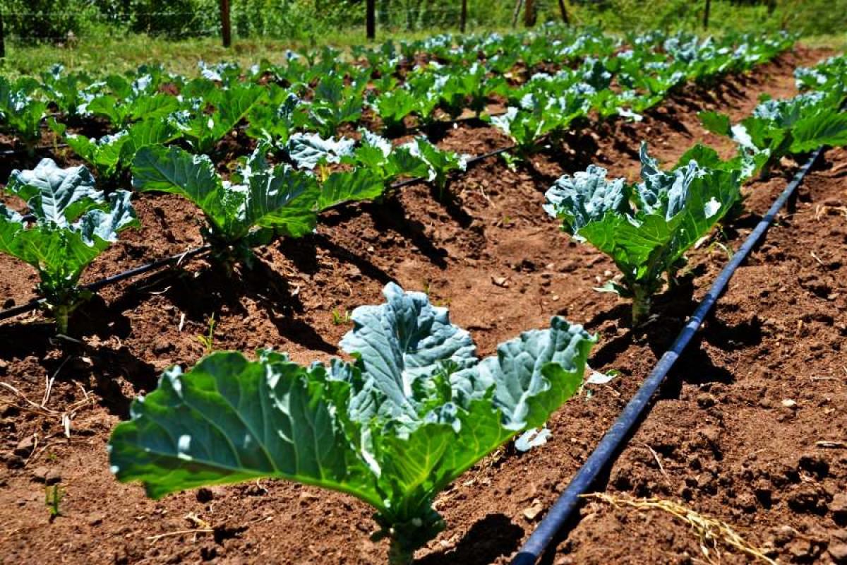 По-малко плевели с капково напояване!