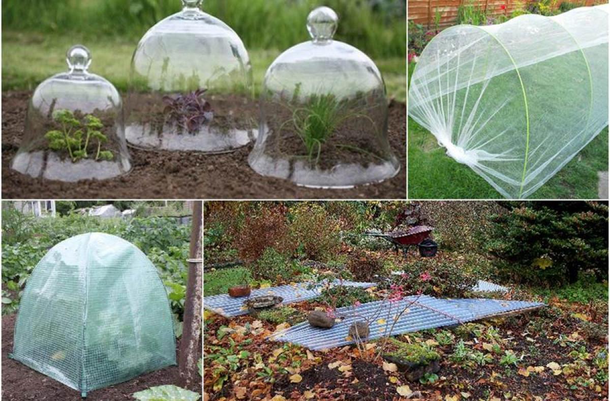 Погрижете се за слабите растения в градината