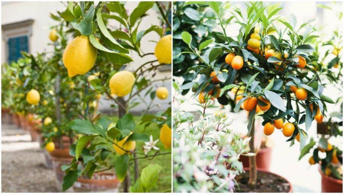 Защо да отглеждате плодни дръвчета в саксия у дома?