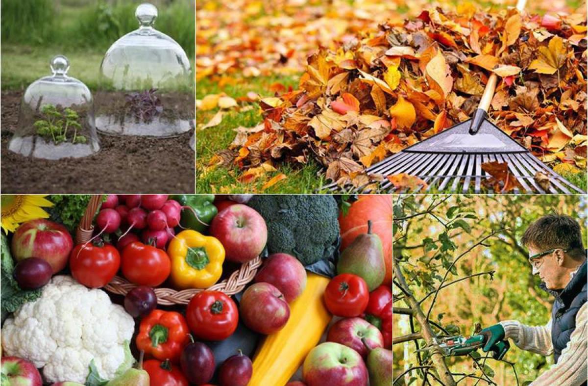 Основни грижи за градината през есенния сезон