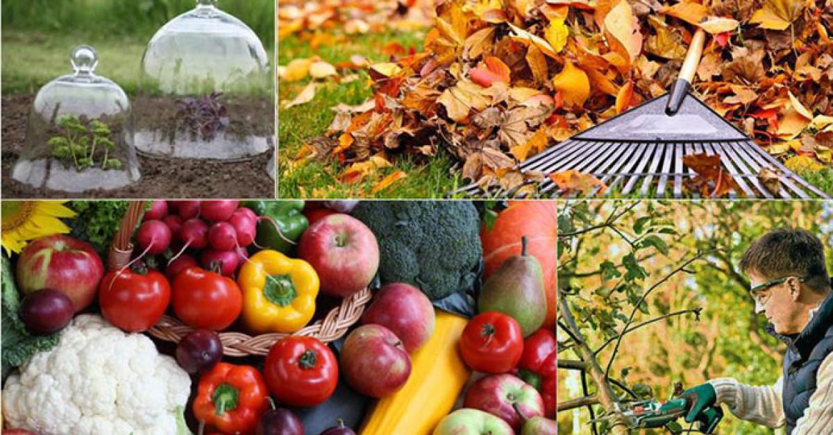 Основни грижи за градината през есенния сезон