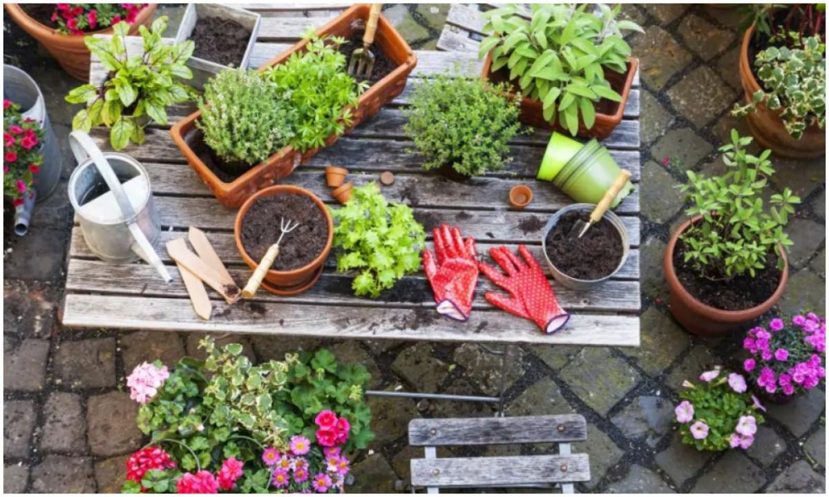 Направете си домашна градина