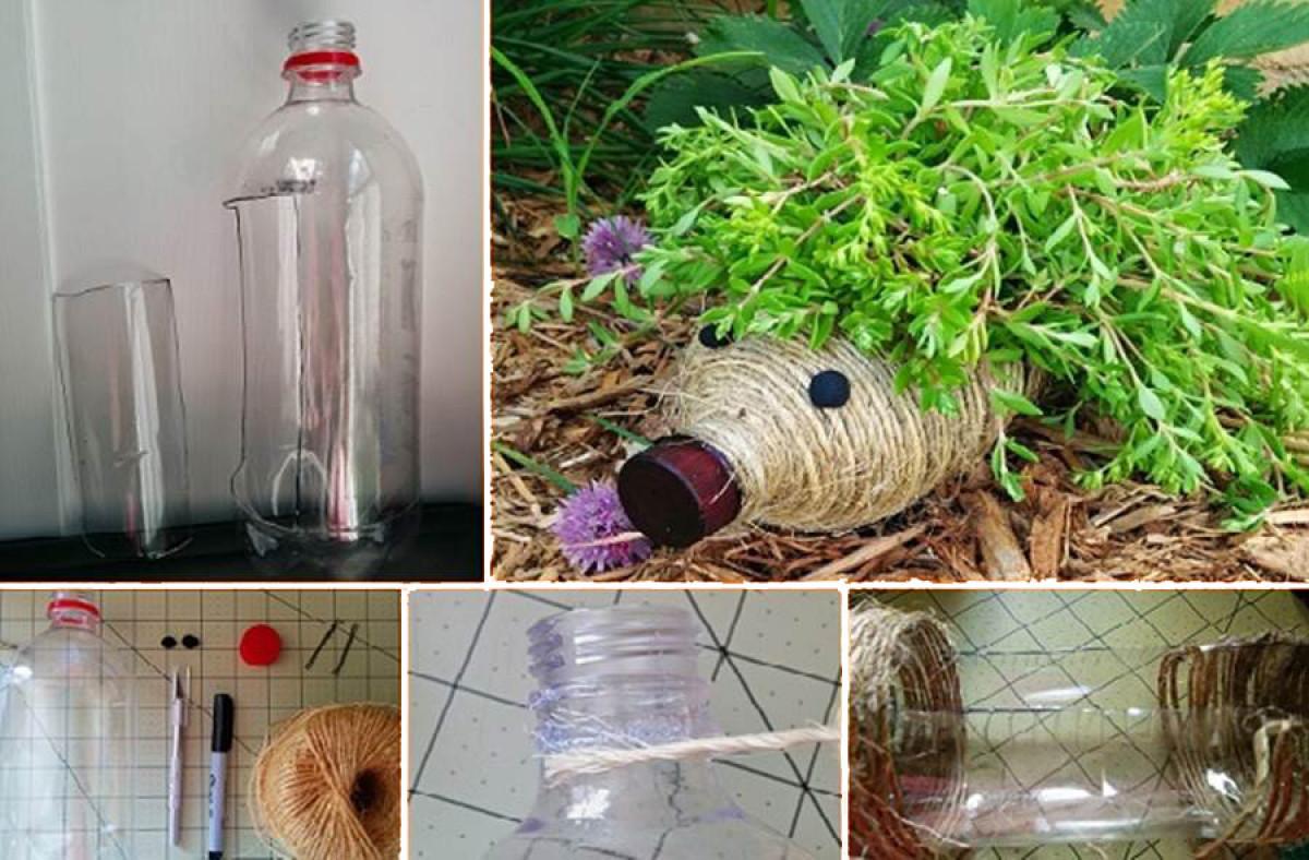 Саксия - таралеж