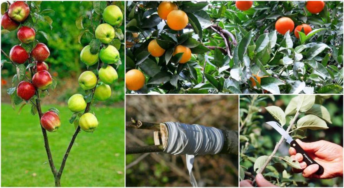 Присаждане на дръвче - практически съвети и насоки