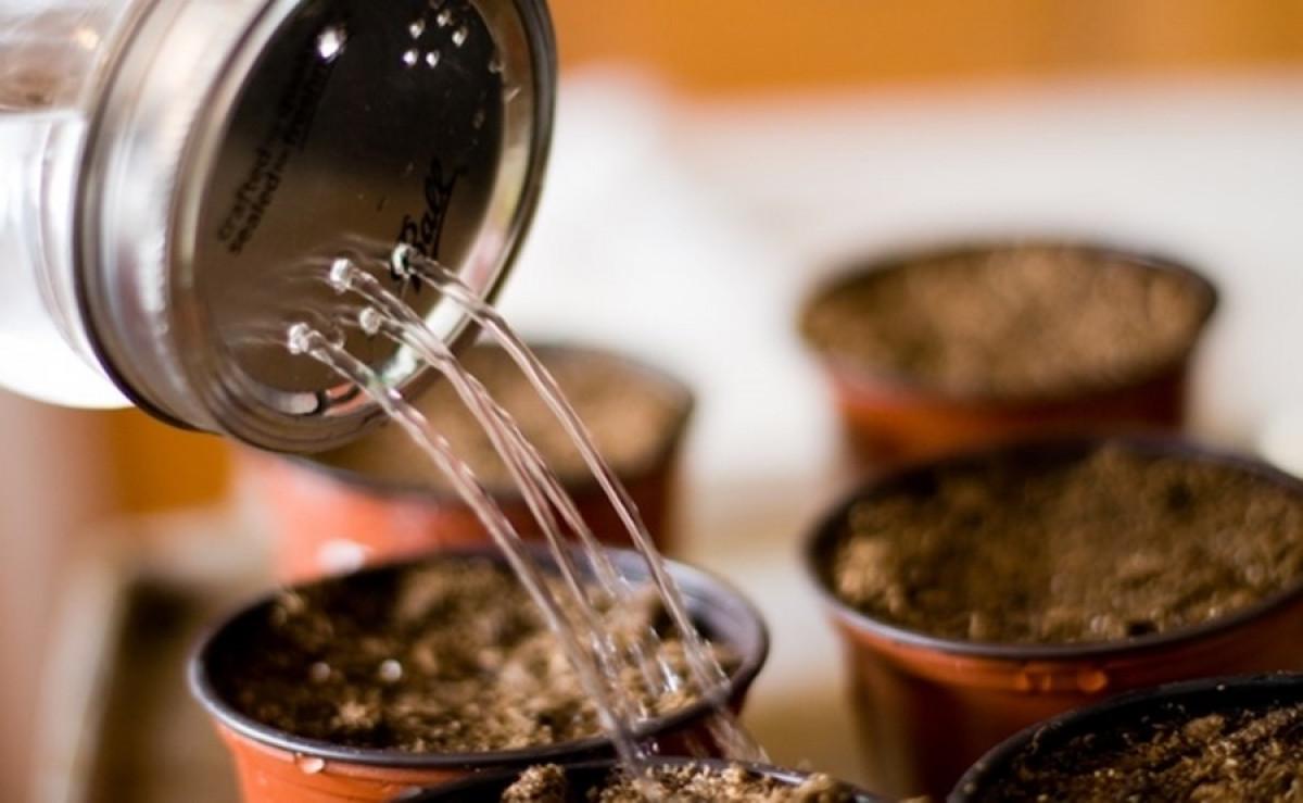 Накиснете семенцата 24 часа преди посаждане