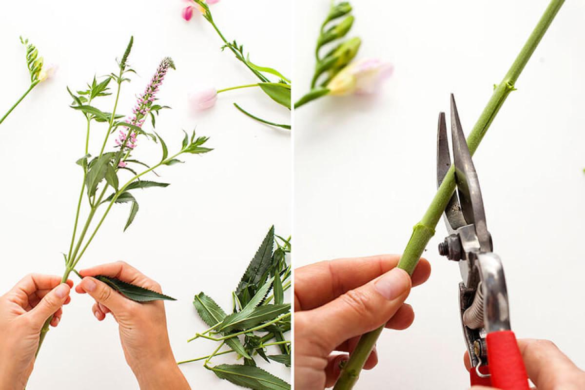 Кой е правилният начин за отрязване на стъблото?