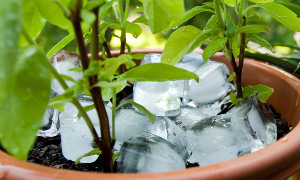 Освежете вида на орхидеята с кубче лед