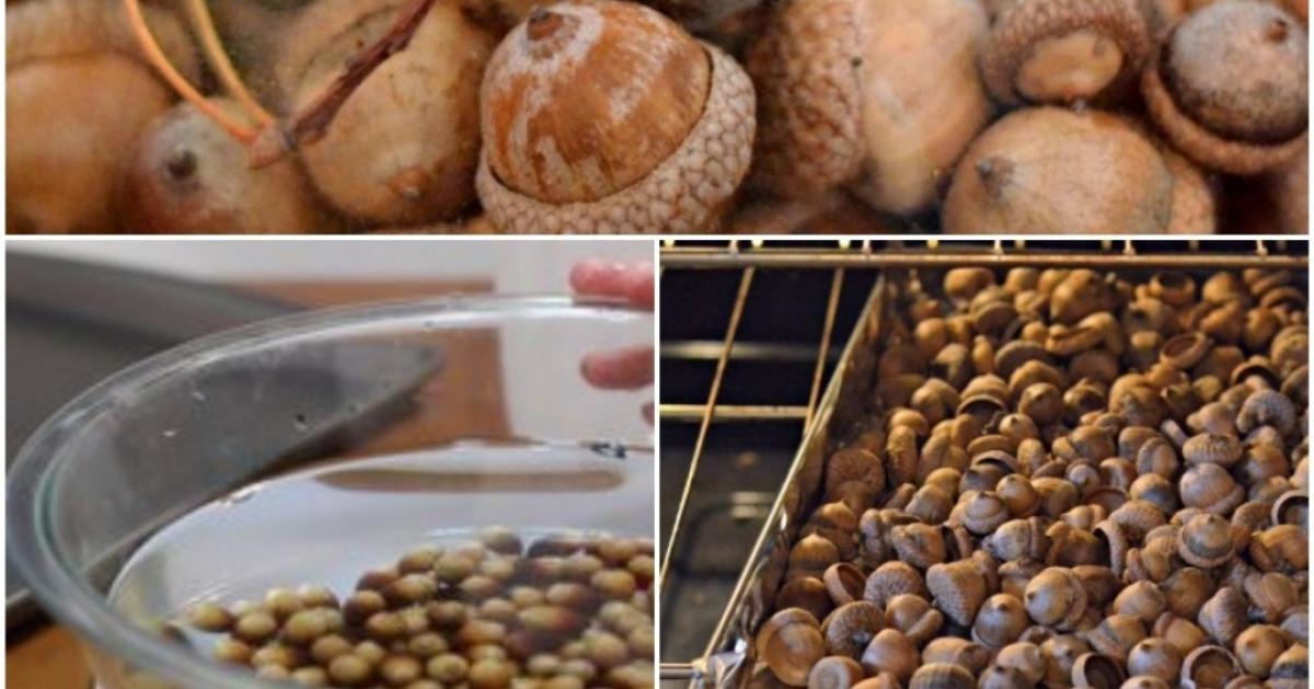 Основни стъпки в подготовката на жълъдите