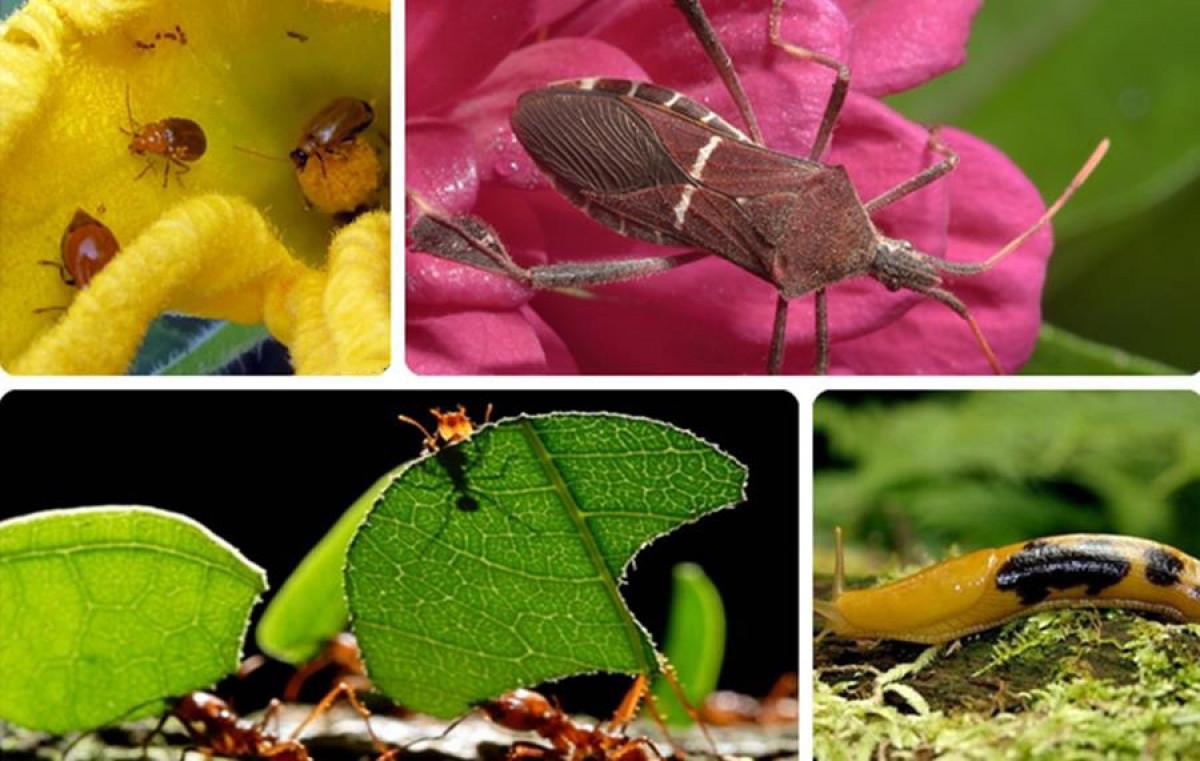 Лесни домашни решения за борба с вредителите