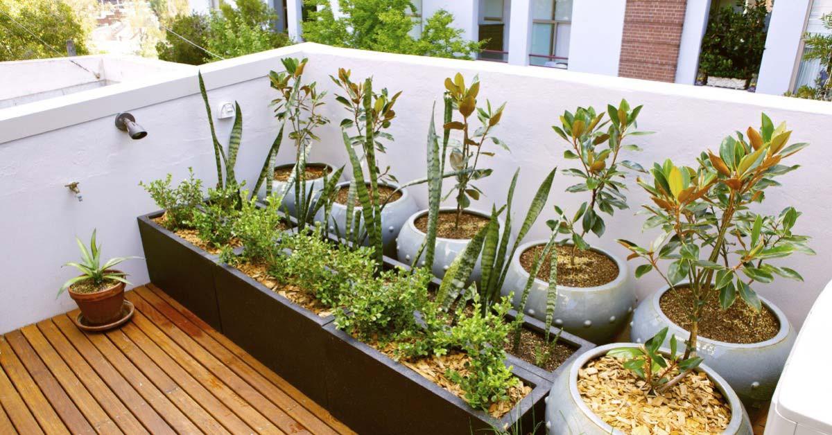 Оранжерия или градина