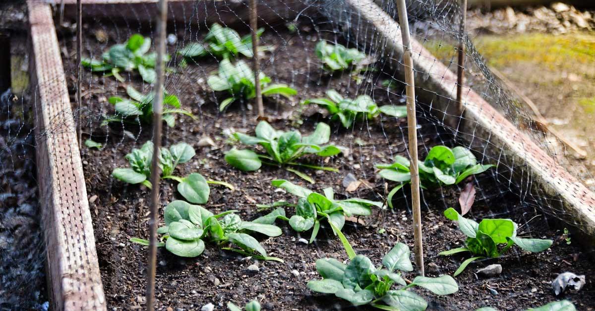Как да подготвим градината си за зимата в 5 прости стъпки