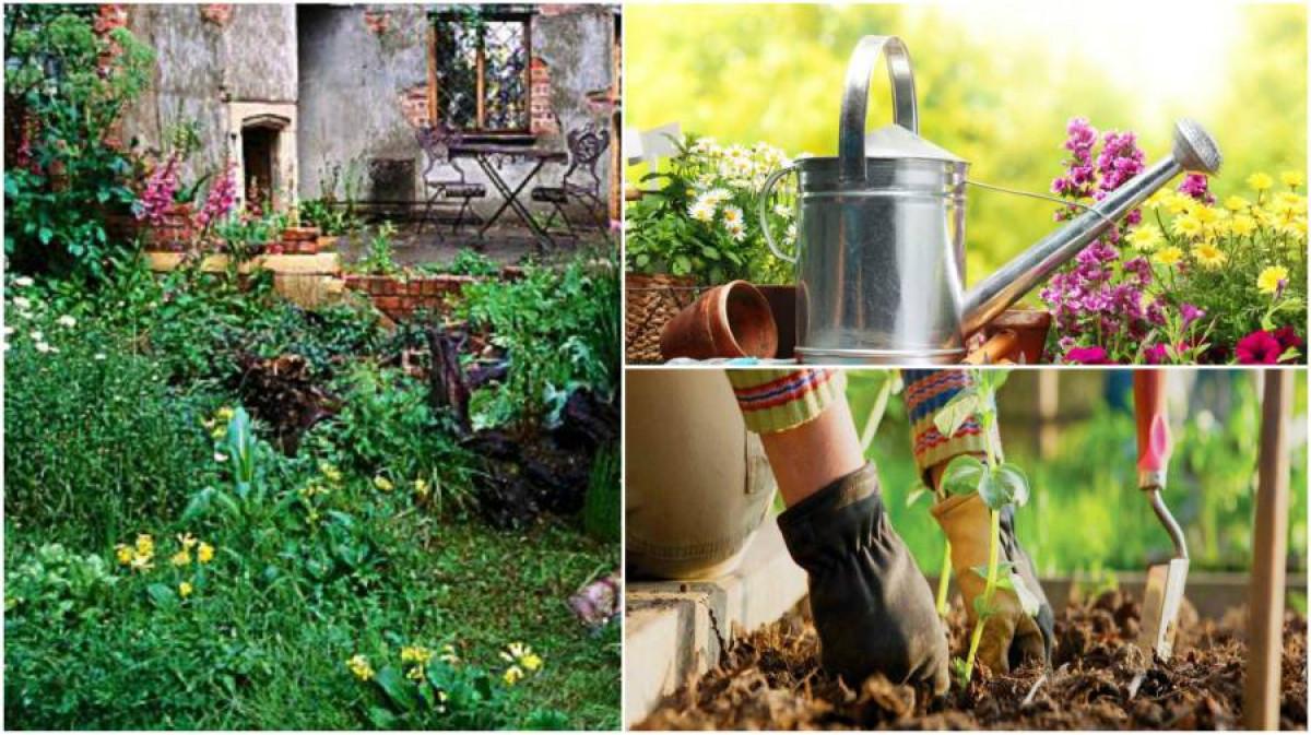 Как да докараме запустелия двор до “градинско състояние”?