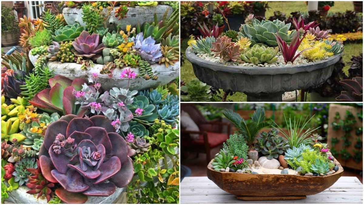 Ефектните и компактни сукуленти - акцентът в малкия двор