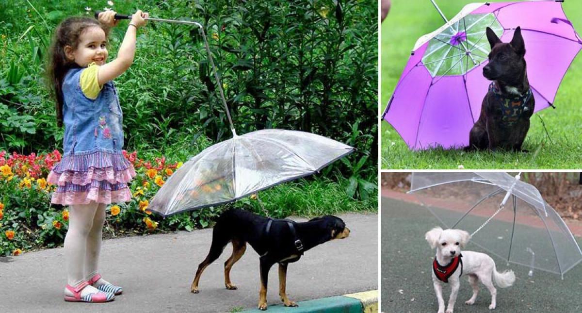 Осигурете суха разходка и на домашния любимец