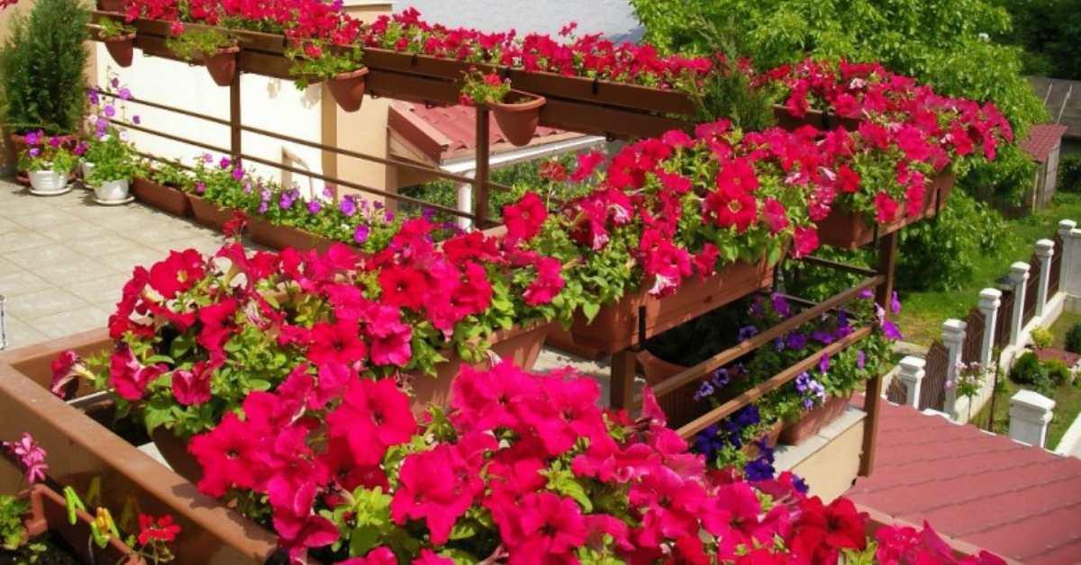 Ако цветята ви ще останат в саксии