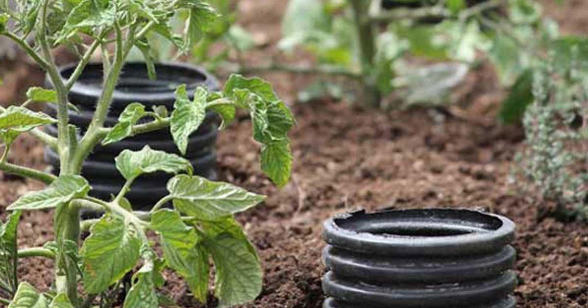 Важността на правилното поливане