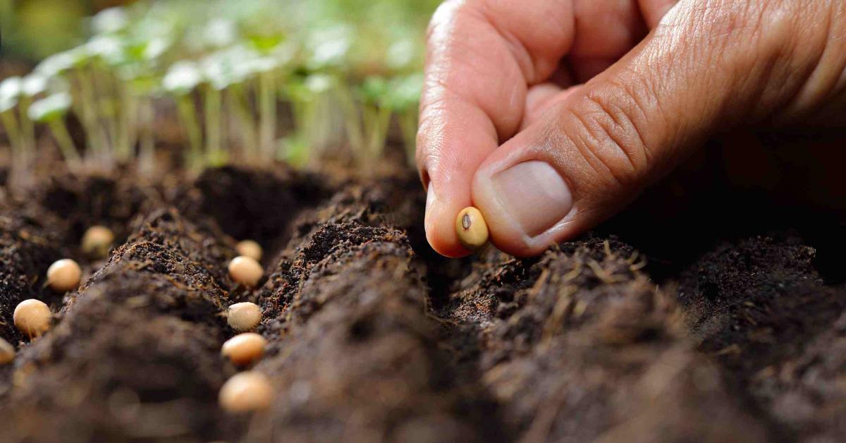 Подготовка за засаждането на цветя на открито