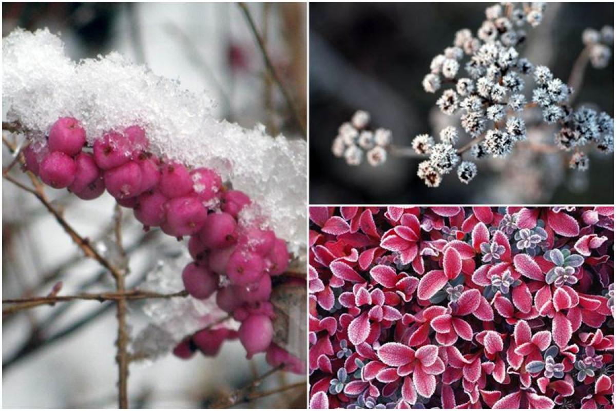 Цветове сред белия пейзаж