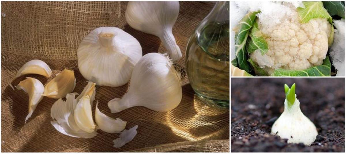 Вкусни зимни зеленчуци от градината