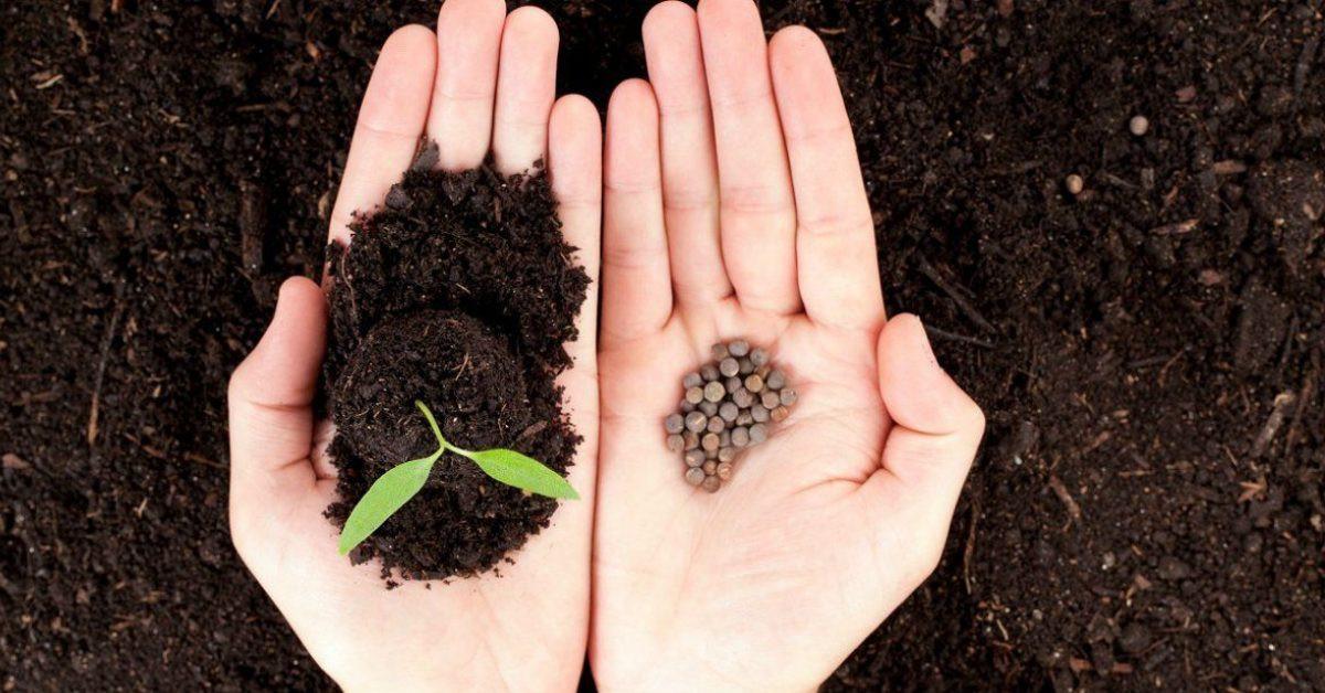 Подходящото време за садене на цветя от семена